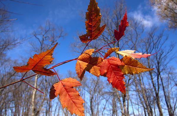 Осенние листья клёна Гиннала