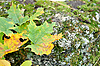 Кленовые листья на камне 