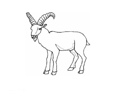 How to Draw a Mountain goat / Как нарисовать горного козла