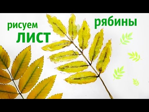 Рисуем лист рябины! Как нарисовать листочек рябины. Осенние листочки. Урок рисоания для детей!