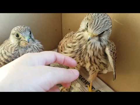 Сокол пустельга. Реабилитация птиц. Falcon of the Kestrel. Rehabilitation of birds.