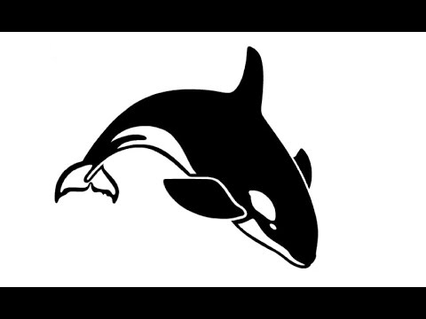 How to Draw a killer whale / Как нарисовать касатку