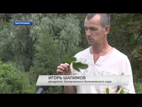 Пора лечить каштаны
