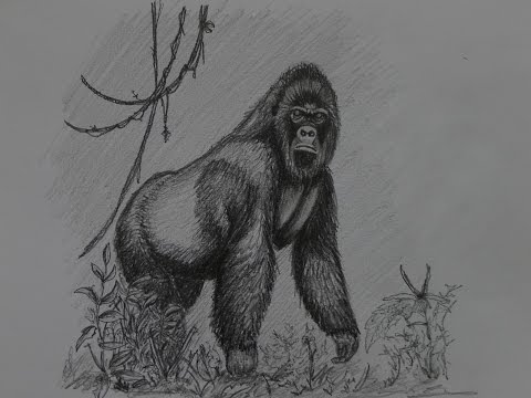 Как нарисовать гориллу карандашом. Zeig euch wie man einen Gorilla zeichnet.