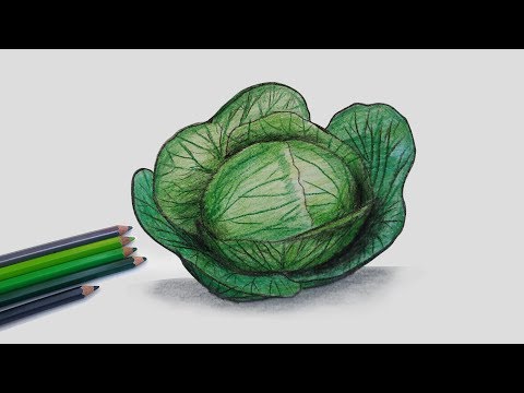 How to Draw Cabbage Step by Step (Very Easy)