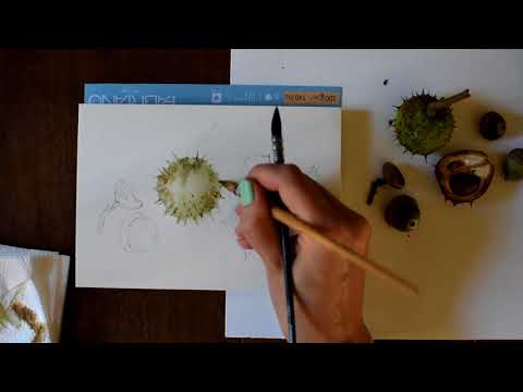 Рисуем каштаны и желуди акварелью