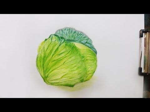 how to draw cabbage step by step