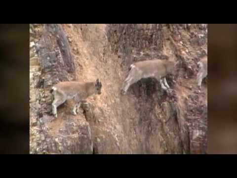 горные козлы в Саянах. Козлы прыгают по отвесным скалам.