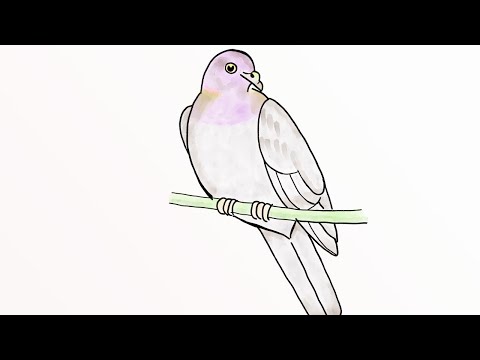 Как нарисовать Голубя (How to Draw a Pigeon)