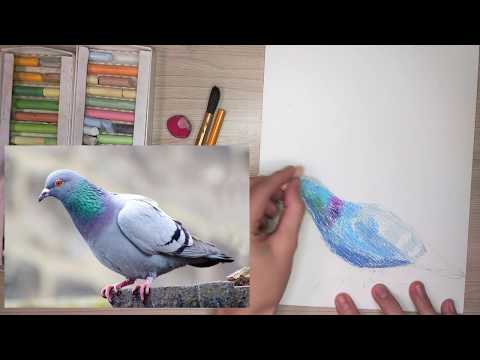 как нарисовать голубя