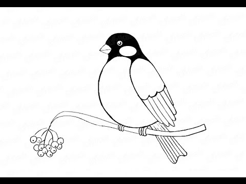 Как нарисовать птицу снегиря на ветке: инструкция от EvriKak