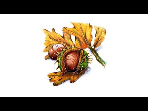 Рисуем каштан с прямого эфира