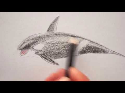 🐋 Orca - Wal zeichnen lernen - How to Draw a Killer whale - Как нарисовать касатку