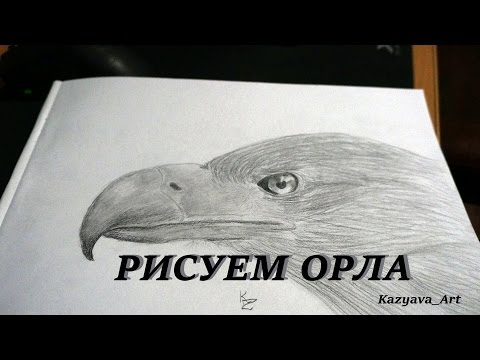 Как просто нарисовать голову орла! Рисунки карандашом #6