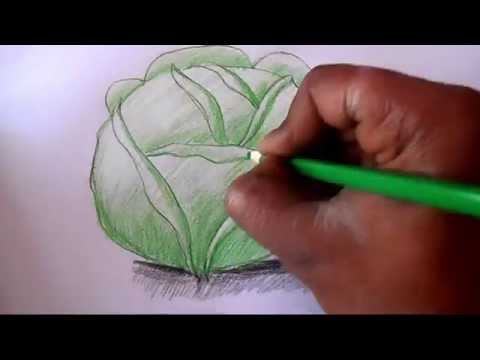 How to draw Cabbage step by step