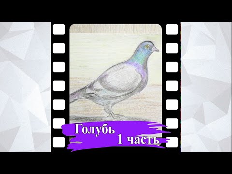 Рисуем голубя. 1 часть