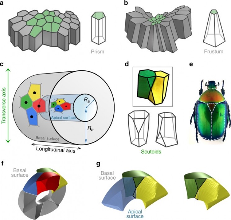 New Geometric Shape Discovered as Efficient Cell Storage in Nature New Geometric Shape Discovered as Efficient Cell Storage in Nature