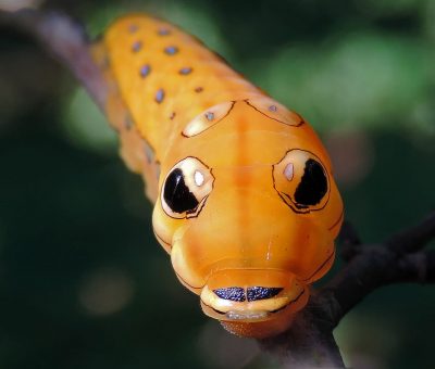 Гусеница морда