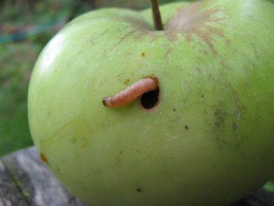 Гусеница морда