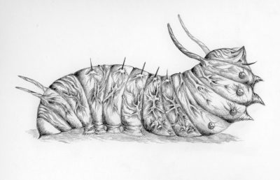 Гусеница рисунок