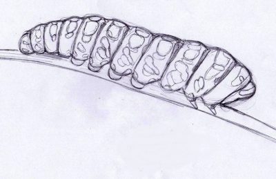 Гусеница рисунок