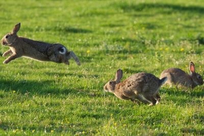 Игра зайцев