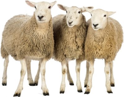 Три овцы
