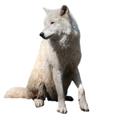 Волк белый фон