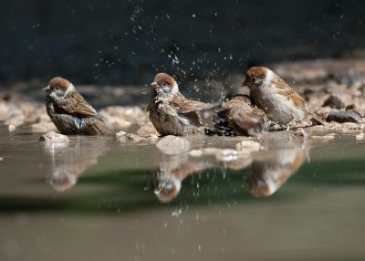 Воробей купается