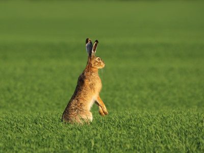 Заяц бежит