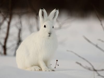 Заяц зимой
