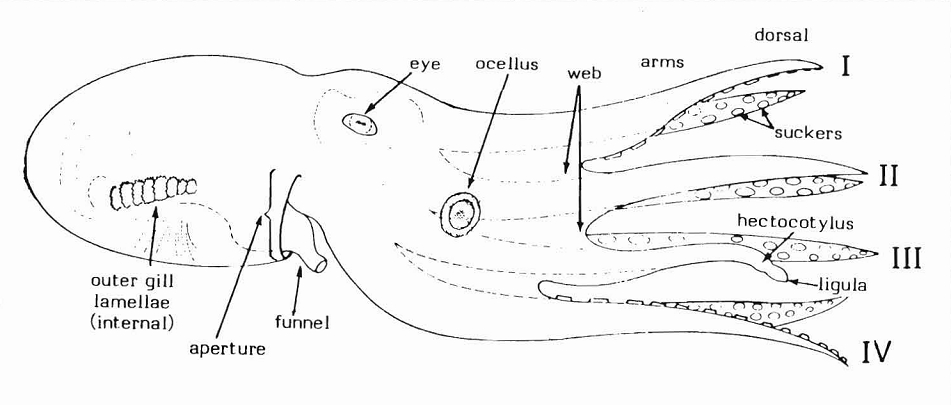Schematic lateral aspect of octopod features