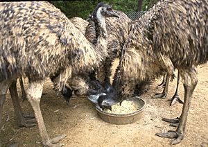 Feeding farmed Emu