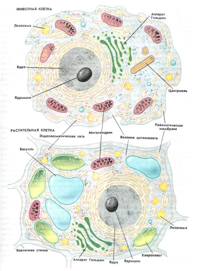 Виды животной клетки