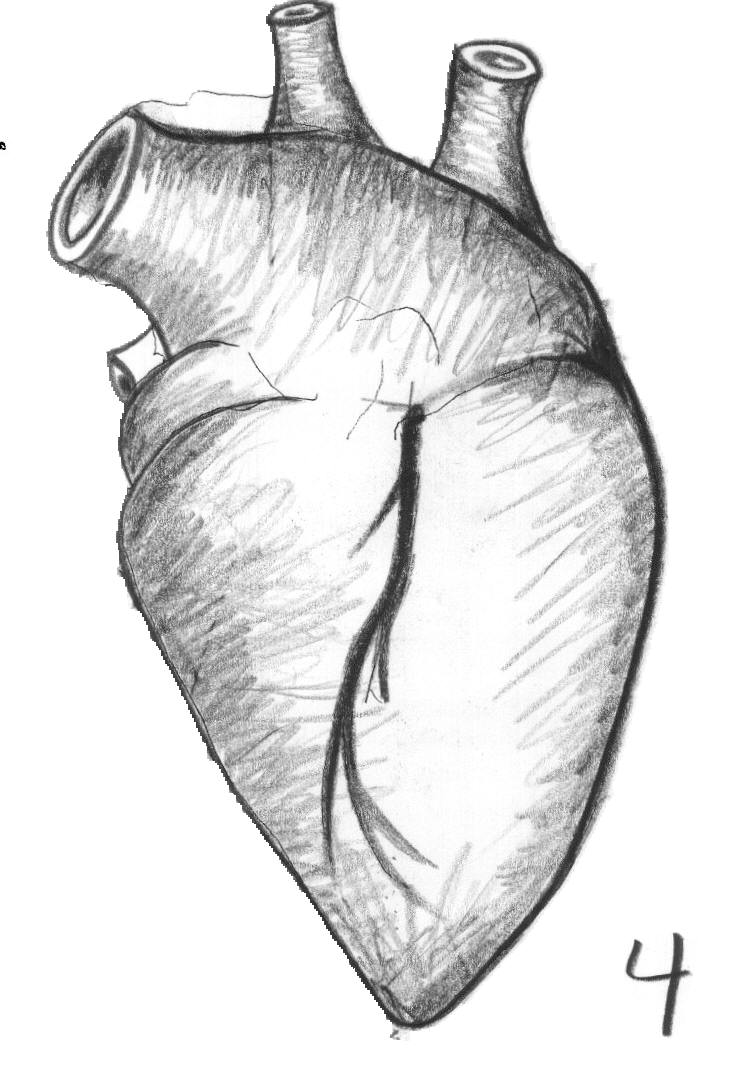 Сердце рисунок карандашом. Сердце зарисовка. Сердце рисунок. Сердце карандашом.