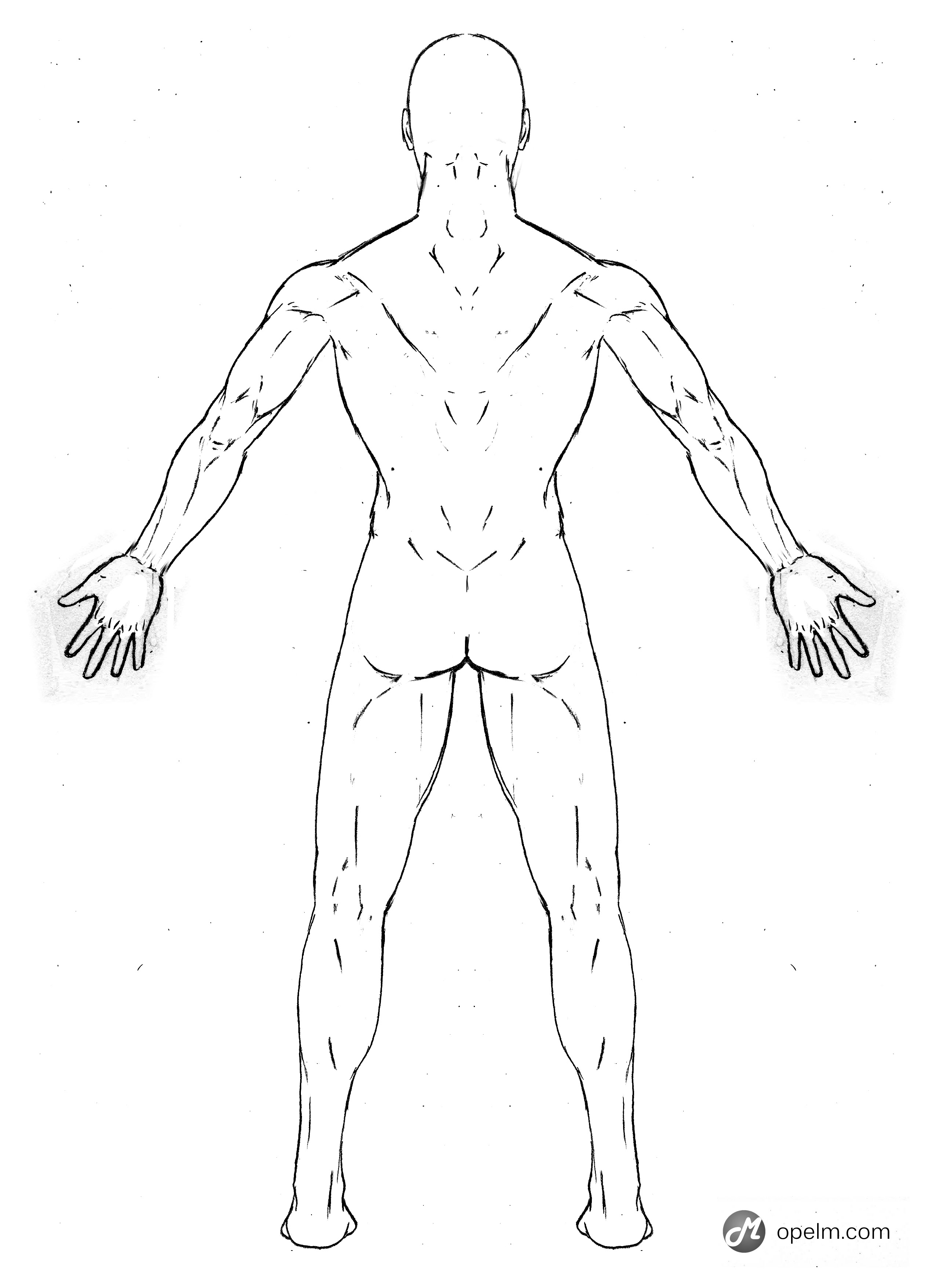Туловище человека. Схема человека сзади. Тело человека рисунок. Схема тела человека рисунок. Эскиз человеческого тела.