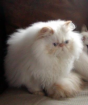 Modern Persian cat