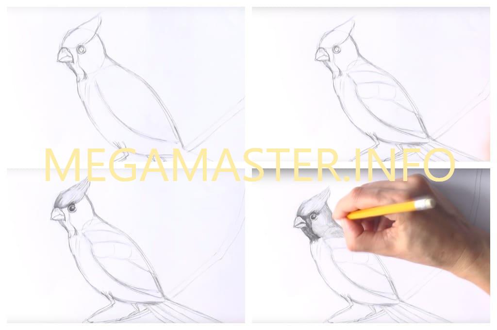Птичка простым карандашом (Шаг 3)