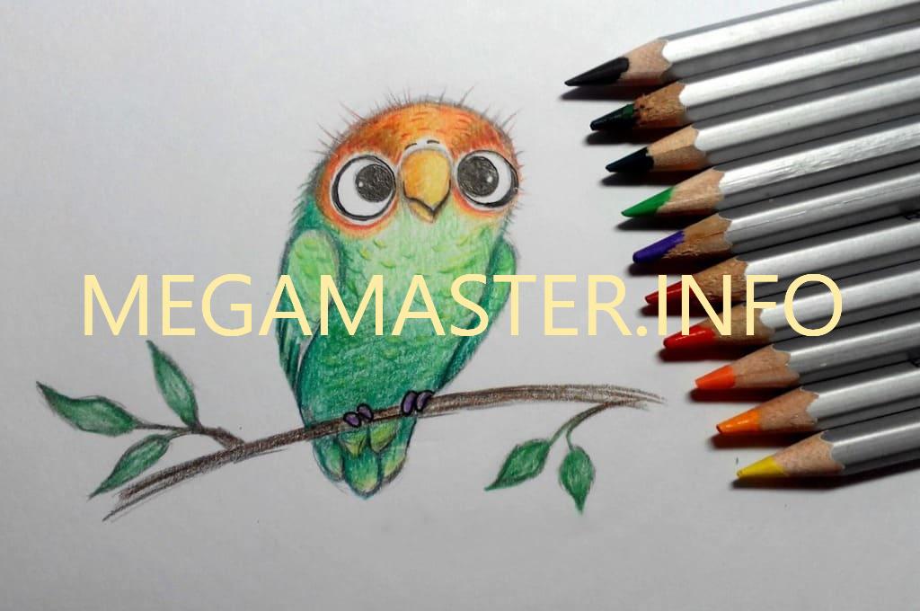 Как нарисовать попугая карандашом поэтапно для детей