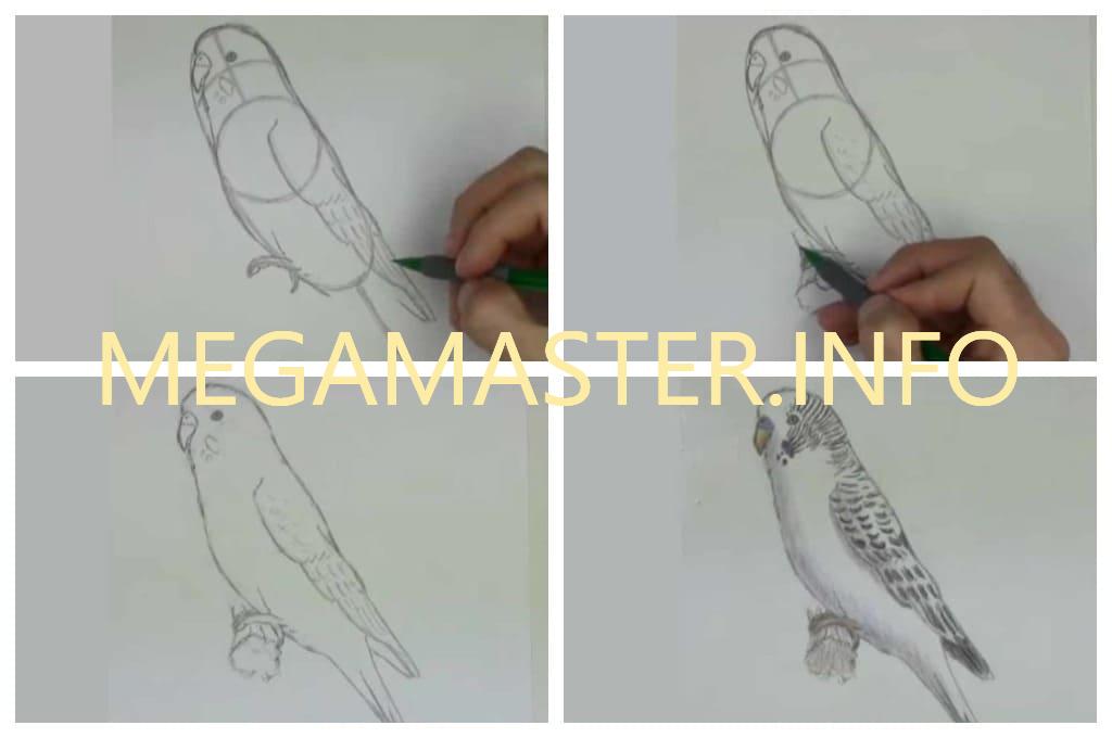 Как нарисовать волнистого попугая (Шаг 2)