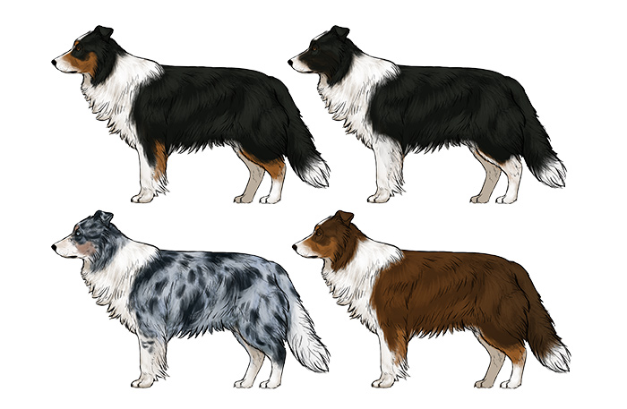 how-to-draw-dogs-border-collie-colors