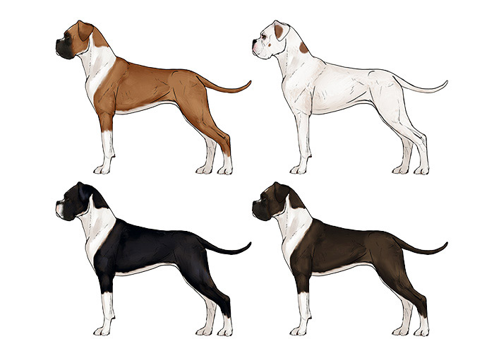 how-to-draw-dogs-boxer-colors