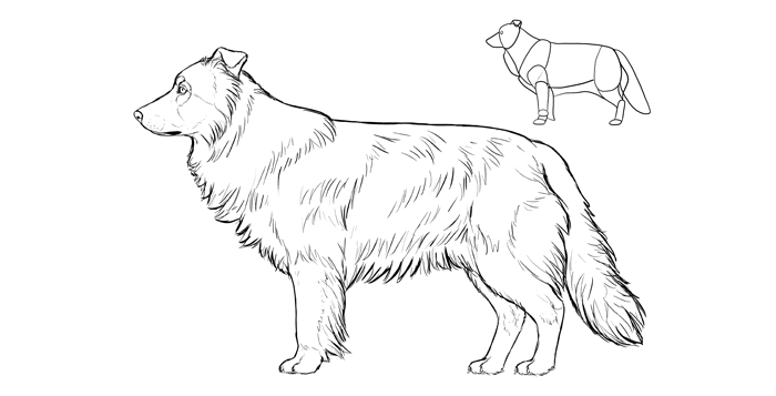 how-to-draw-dogs-breeds-border-collie
