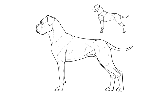 how-to-draw-dogs-breeds-boxer