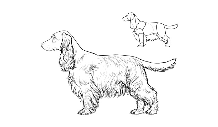 how-to-draw-dogs-breeds-cocker-spaniel