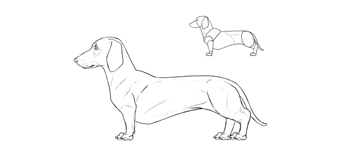 how-to-draw-dogs-breeds-dachshund