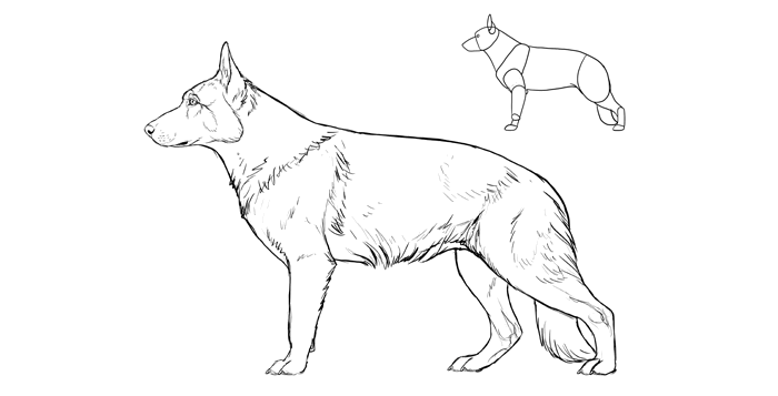how-to-draw-dogs-breeds-german-shepherd