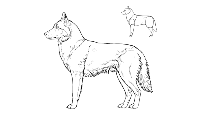 how-to-draw-dogs-breeds-husky