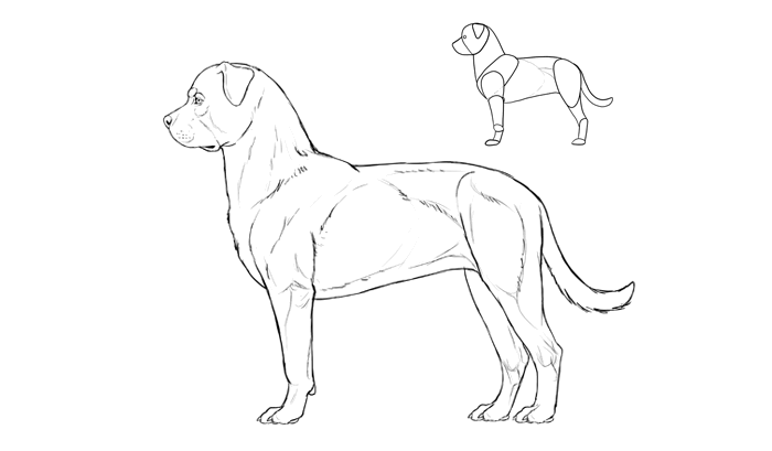 how-to-draw-dogs-breeds-rottweiler