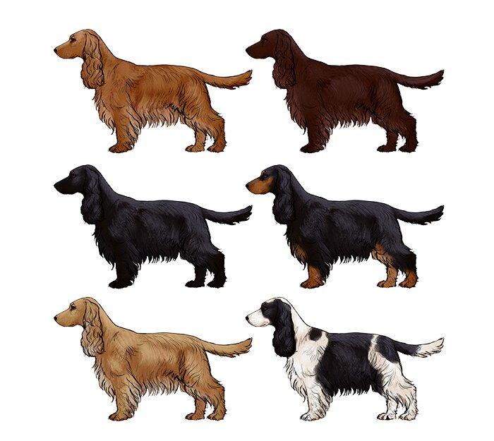 how-to-draw-dogs-cocker-spaniel-colors